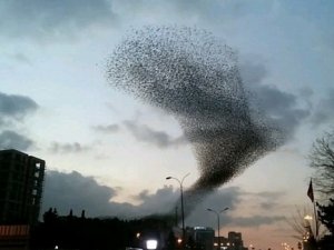 Sığırcık kuşlardan görsel şov!