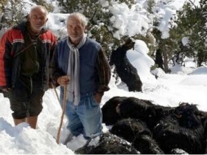 Mahsur kalan çoban kurtarıldı!