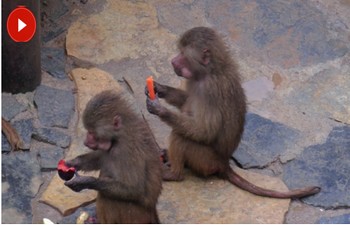 Hayvanat bahçesi sakinlerine yılbaşı hediyesi