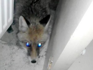 Aç kalan yaban hayvanları şehre indi