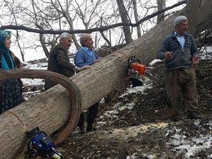 Asırlık ağaçlar yağışlara dayanamadı!