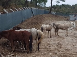 At keserlerken jandarma bastı!