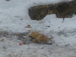 Donarak telef olan köpek olay yerinden alındı!