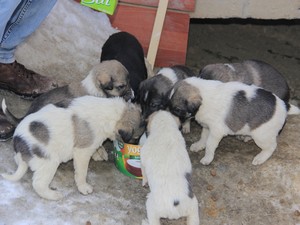 Hakkarili gençten örnek davranış!