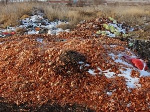 Soğan biyogaz tesisinde elektriğe dönüşecek!