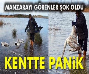 Bafra’da kanatlı hayvan ölümleri