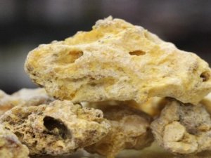 Çam sakızının faydası saymakla bitmiyor