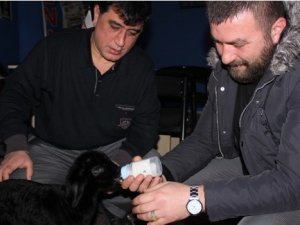 Kuzu anne diye bağırdı, duyanlar şoke oldu!