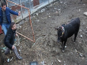 Samsun'da çılgına dönen boğa 5 kişiyi yaraladı