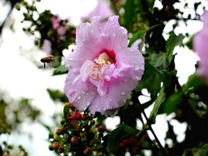 Cemre ne zaman düşecek?