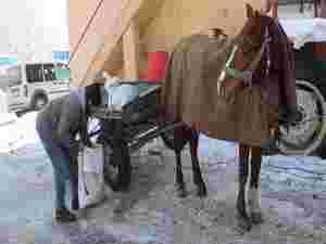 Ekmek kapısı olan atları battaniyeye sarıyorlar