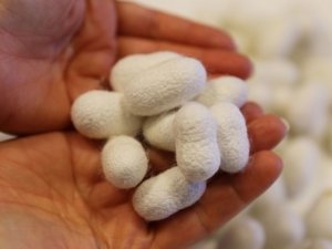 İpek böceği kozasından yara bandı yapıldı!