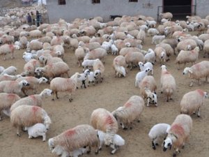 kuzuların duygusal buluşması kamerada