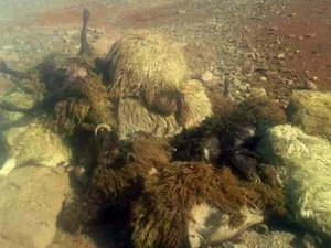 Şüpheli hayvan ölümleri şaşırttı!