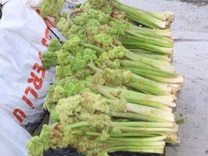 Kanser ilacı Uçkun tezgahlardaki yerini aldı