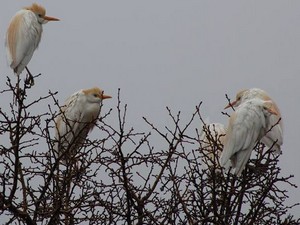 Göçmen kuşlar Hakkari üzerinde güneye göç etti