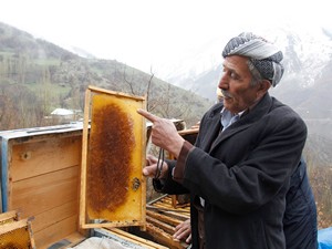 Şemdinli'deki arı ölümleri endişelendiriyor!