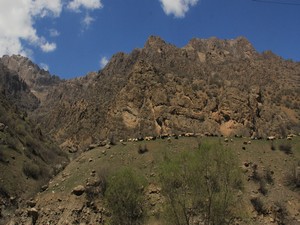 Hakkari'de hayvanlar meraya çıkartılmaya başlandı!