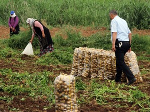 Polise rağmen tarladan çıkmadılar!