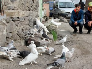 Otomobil fiyatına güvercin!