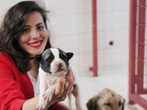 Bu köpekler Amerikalı oldu!