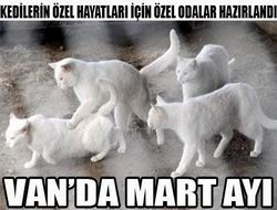 Van kedileri için Mart hazırlığı