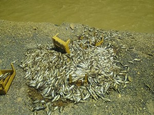 Zap kenarına boşaltılan balıklar tepkilere neden oldu!