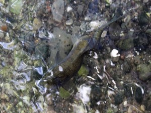 Balıklıgöl'de eğri balık görenleri şaşırttı