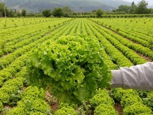 Pazarda 2 lira, tarlada 30 kuruşa alan yok"