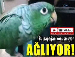 Bu papağan ağlıyor