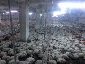 Çıkan yangında 17 bin tavuk telef oldu!