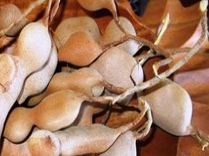 Demirhindi bitkisi kanı temizler susuzluğu giderir!