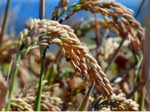 Beyaz altının tarladan sofralara uzanan yolculuğu