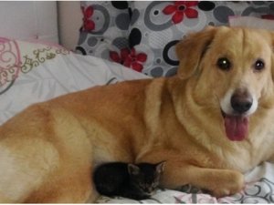 Yavru kediyi emzirdi, annelik yaptı!