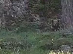 Balık tutanlar ayı ile karşılaştı!