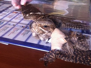 Yaralı çoban aldatan kuşu tedavi edildi!