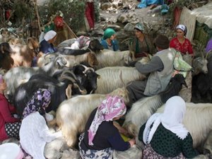 Berivanları bayramlarını süt sağarak geçirdi!