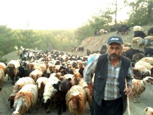 Göçerlerin yayla yolculuğu başladı!