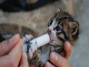 Yavru kedileri şırınga ile besliyorlar!