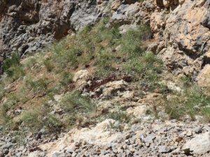 Koyunlar uçurumdan atladı!