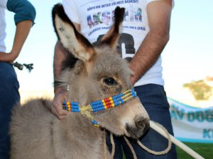 En güzel gözlü eşek yarışları yapıldı!