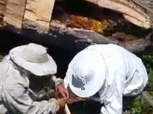 Ağaçta 30 kilo bal çıktı!