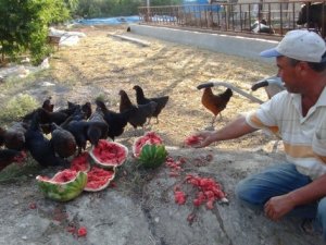 Karpuzun kilosu 10 kuruş alan yok!