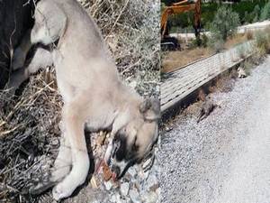 Köpek kaliamı iddiası