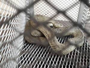 Otomobile giren yılan korkuttu