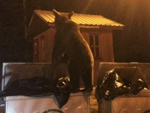 Aç ayı şehre indi!