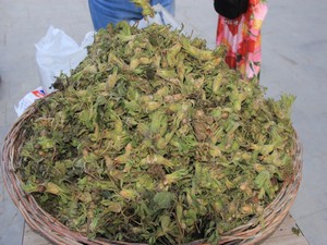 Hakkari’de yaş fındık satışları başladı!