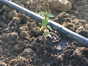 Hakkari’de demonstrasyon çalışmaları başladı!