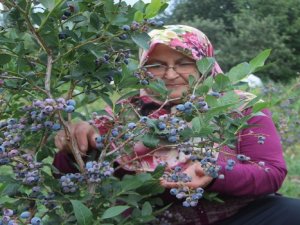 Kilosu 25 liradan satılıyor!