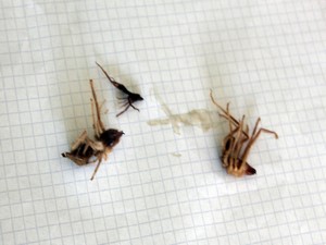 Sarıkız örümceği kabusu